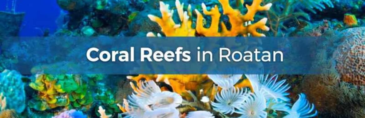 Vital Coral Reefs in Roatan Require