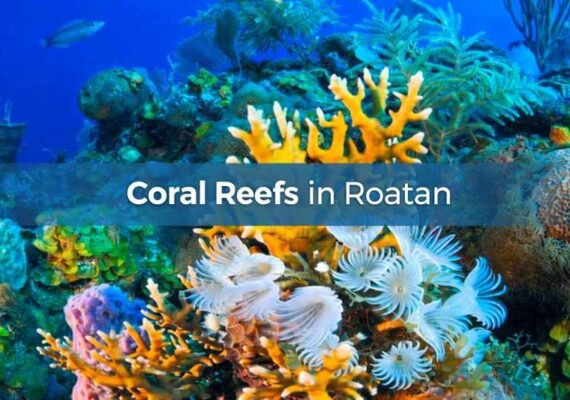 Vital Coral Reefs in Roatan Require