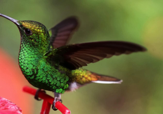 Discover the Emerald Hummingbird: a natural treasure of Honduras